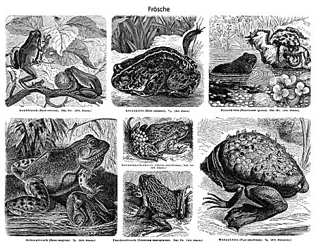 历史,插画,青蛙,蟾蜍,无尾类动物,无尾目动物,19世纪,百科全书