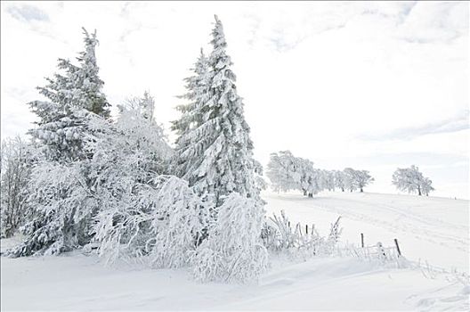 积雪,冷杉,冬天,巴登符腾堡,德国