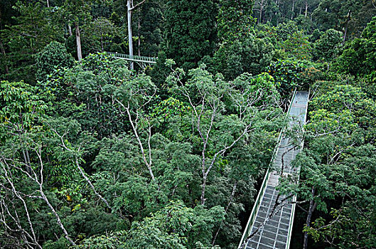 雨林,发现,中心,沙巴,婆罗洲,马来西亚