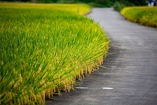 乡村公路旁的金色稻田