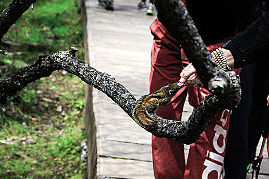 游客与松鼠情亲密接触,普达措森林公园,香格里拉,云南