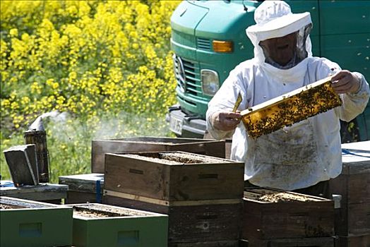 养蜂人,分隔,蜜蜂,正面