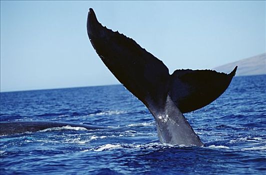 驼背鲸,大翅鲸属,鲸鱼,尾部,毛伊岛,夏威夷