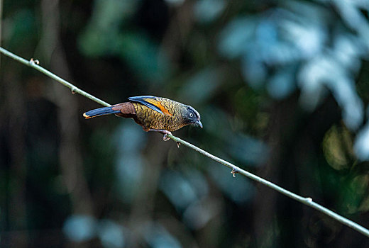 习惯于山地灌丛下活动和觅食的蓝翅噪鹛鸟