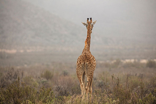 长颈鹿,河,西海角,南非
