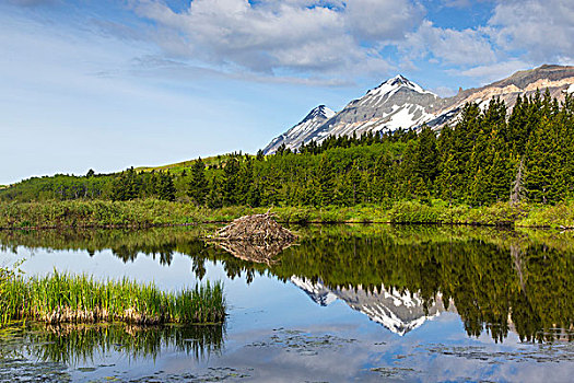 山峰,反射,海狸塘,冰川国家公园,蒙大拿,美国