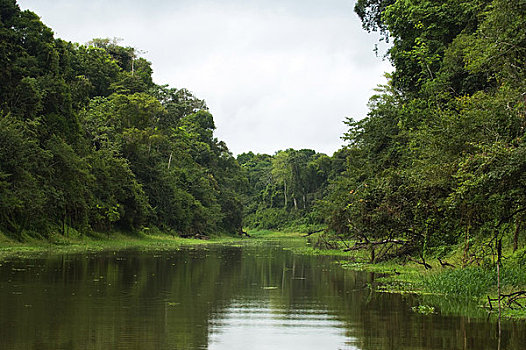 秘鲁,亚马逊盆地,河,国家级保护区,小河,雨林