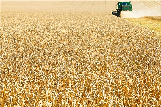采集,地点,成熟,小麦