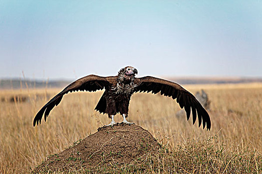 秃鹰,飞,向上,马赛马拉,肯尼亚,非洲