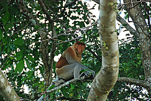 malaysia,borneo,kinabatangan,proboscis,monkey,on,trees