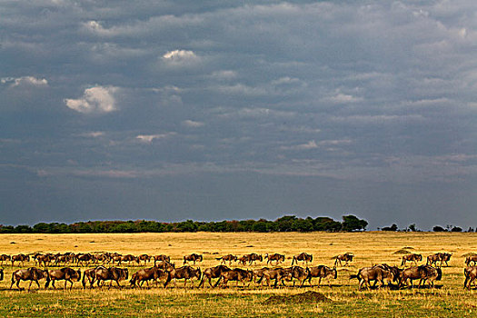 大,角马,牧群,迁徙,塞伦盖蒂,塞伦盖蒂国家公园,坦桑尼亚