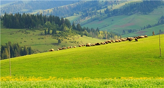牧群,绵羊,翠绿色,草坪,喀尔巴阡山脉地区