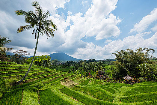 稻米梯田,火山,背景,巴厘岛,印度尼西亚,亚洲