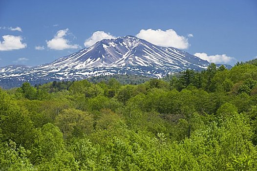 茂密,叶子,山