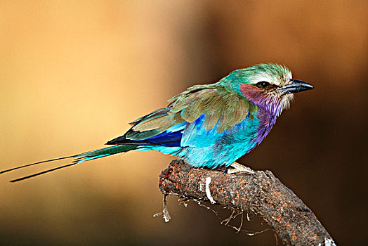 肯尼亚,马赛马拉国家保护区,紫胸佛法僧鸟,紫胸佛法僧,栖息,大幅,尺寸