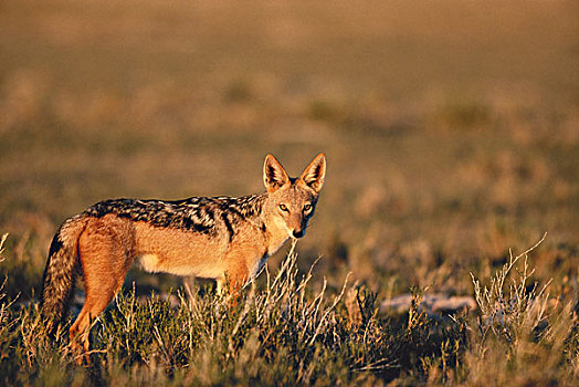 纳米比亚,埃托沙国家公园,黑背狐狼,黑背豺,黎明,大幅,尺寸