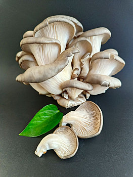 蘑菇,香菇