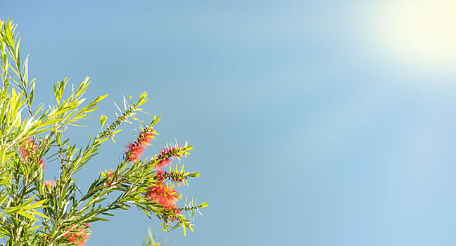 阳光,洗瓶刷,花,背景