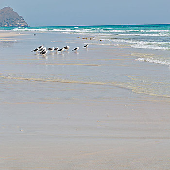 山,海洋,海鸥,满,阿曼,海岸线,塞拉莱