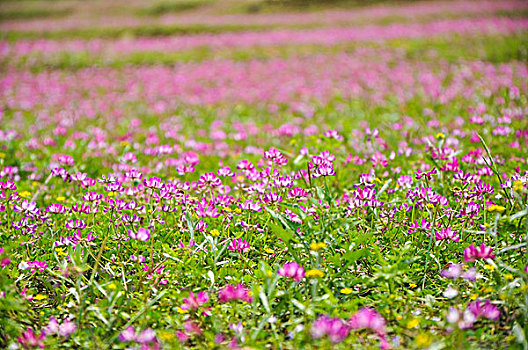 紫云英花地