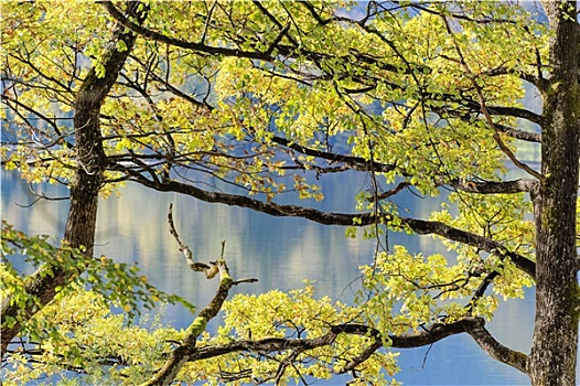 树,湖,科赫尔湖