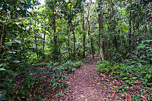 小路,密集,雨林,阿雷纳火山国家公园,阿拉胡埃拉,省,哥斯达黎加,中美洲