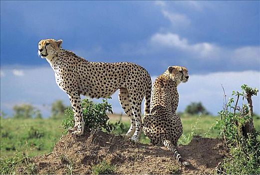 印度豹,猎豹,哺乳动物,猫科动物,马赛马拉,肯尼亚,非洲,动物