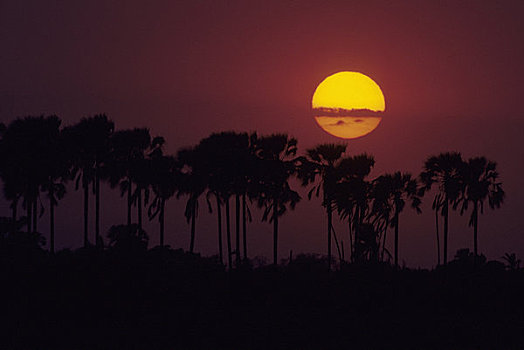 博茨瓦纳,奥卡万戈三角洲,岛屿,日落,棕榈树