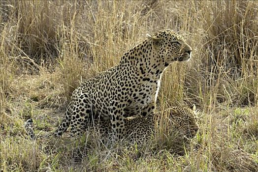 豹,一对,成年,南非