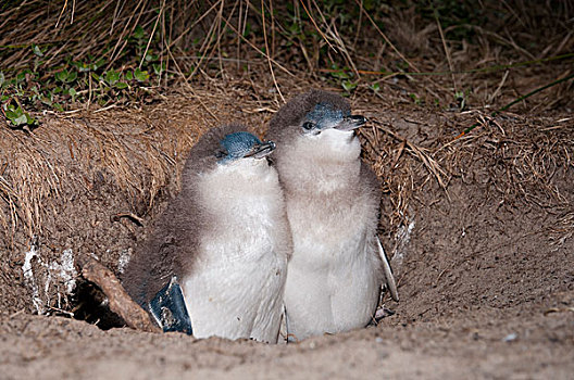 小蓝企鹅,幼禽,洞穴,塔斯马尼亚,澳大利亚