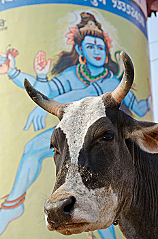 神圣,母牛,正面,巨大,湿婆神,描绘,高止山脉,瓦腊纳西,北方邦,印度,亚洲