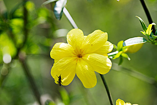 迎春花,花朵,一朵花,花开