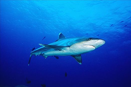 泰国,银鳍鲨,白边真鲨,清晰,深海