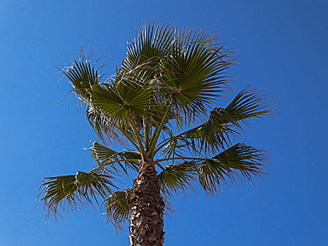 扇形棕榈,树,清晰,蓝天