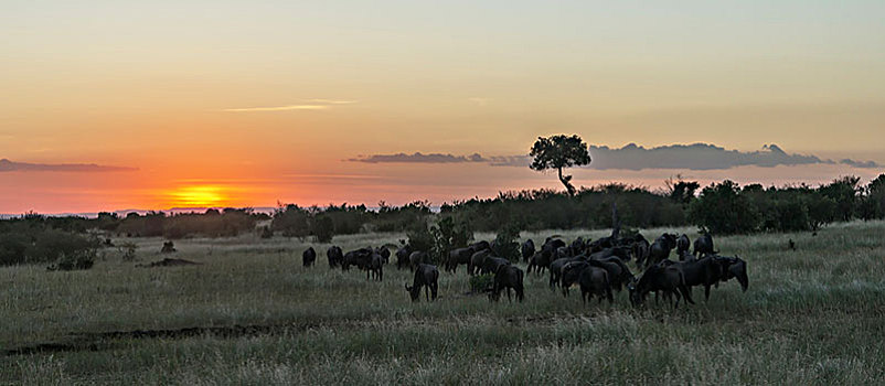 牧群,角马,非洲,大草原,太阳,橙色,发光,一个,刺槐,站立,室外,地平线,肯尼亚