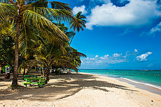 沙滩,棕榈树,多巴哥岛,特立尼达和多巴哥,加勒比