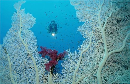 柳珊瑚虫,红海