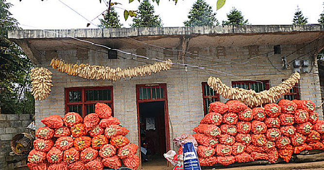 农家庭院堆满玉米,贵州,威宁,农家,庭院,堆满,玉米,丰收