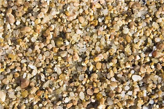 沙子,壳,海滩