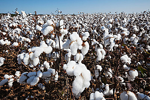 棉花,丰收,英格兰,阿肯色州,美国