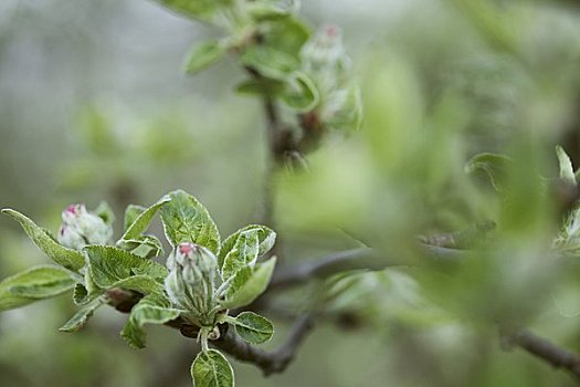 芽,苹果树