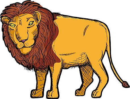 狮子,绘画