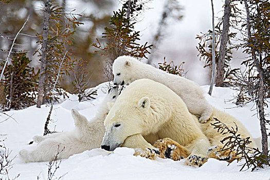 北极熊,母兽,玩耍,幼兽,瓦普斯克国家公园,曼尼托巴,加拿大