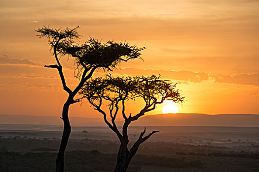 东非,肯尼亚,马赛马拉国家保护区,三角形,马拉河,盆地,日落,上方,悬崖,两个,树,剪影,大幅,尺寸