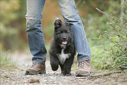 德国牧羊犬,阿尔萨斯狼狗,小狗,跑,腿