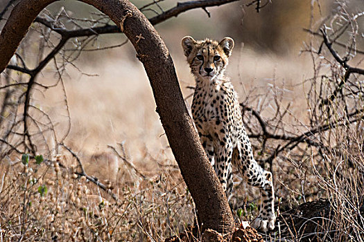 头像,幼兽,猎豹,萨布鲁国家公园,肯尼亚,非洲