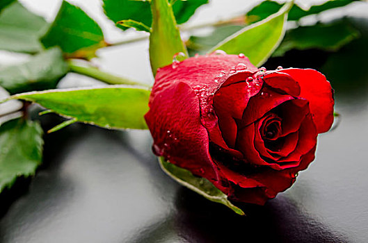 红玫瑰,黑色背景