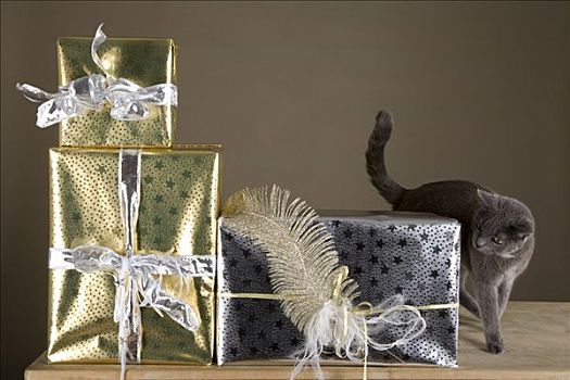 猫,玩,包装,圣诞礼物,老,木桌子
