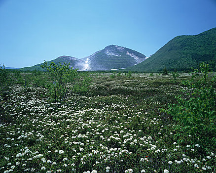 杜鹃花,山