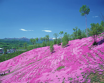 樱花,公园,草地